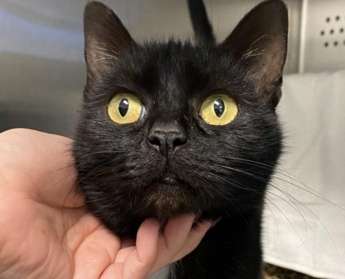 a black cat being petted under her chin