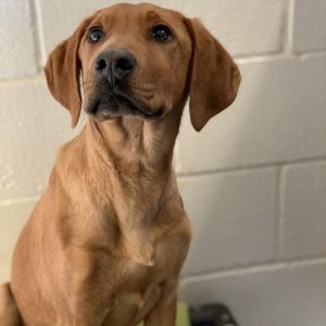 An older brown puppy sits in a kennel