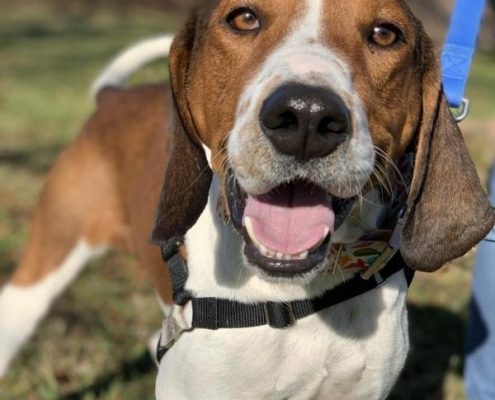 A white and brown hound dog pictured outside