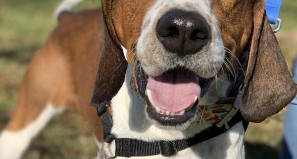 A white and brown hound dog pictured outside