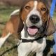 A white and brown hound dog pictured outside