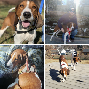 A collage of a brown and white hound dog