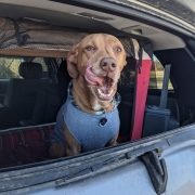 A brown dog sitting in the back of an SUV licks his lips