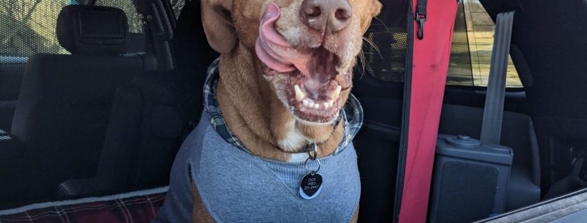 A brown dog sitting in the back of an SUV licks his lips