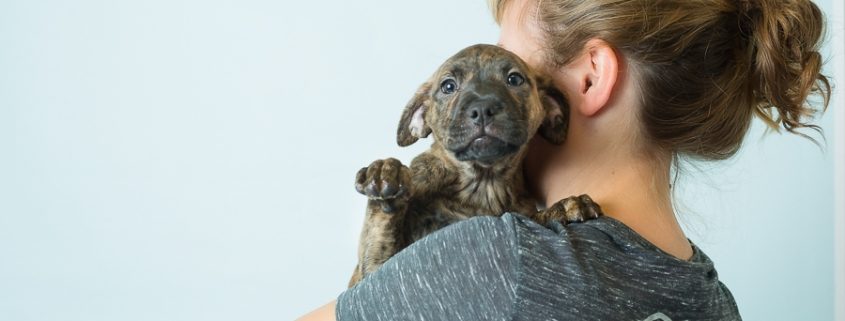 a puppy with it's face towards the camera is held by a women facing away from the camera