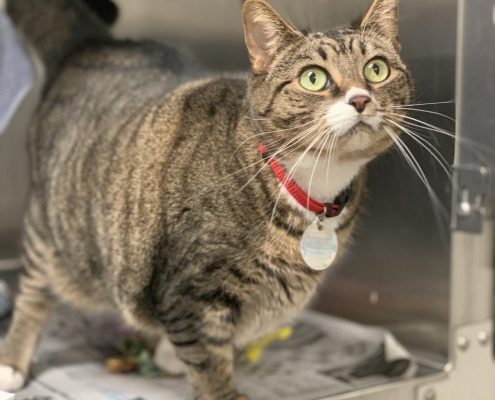 A grey tabby cat with light green eyes stands in a cat kennel