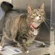 A grey tabby cat with light green eyes stands in a cat kennel