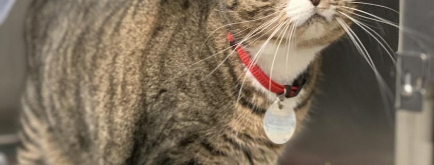 A grey tabby cat with light green eyes stands in a cat kennel