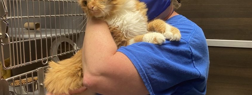 A women wearing glasses and a mask holds a fluffy orange cat in a kennel