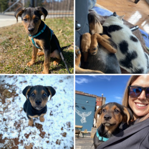 A collage of a black puppy with brown nose outside, one sleeping with a cat, and one cuddled with his owner in her jacket