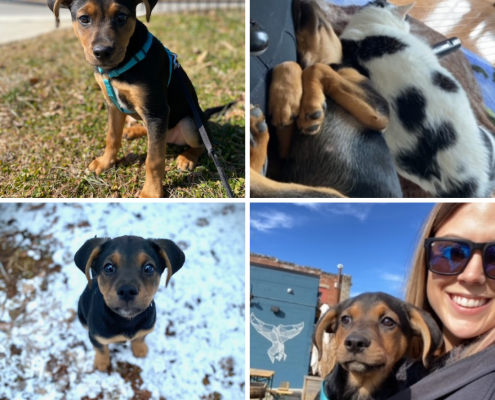 A collage of a black puppy with brown nose outside, one sleeping with a cat, and one cuddled with his owner in her jacket