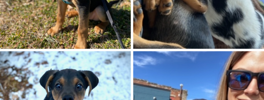 A collage of a black puppy with brown nose outside, one sleeping with a cat, and one cuddled with his owner in her jacket