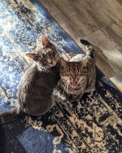 a grey cat and brown tabby cat sit on a rug looking up
