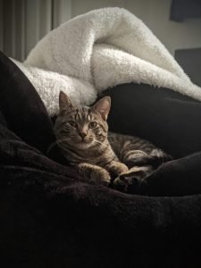 a brown tabby cat cuddles in blankets