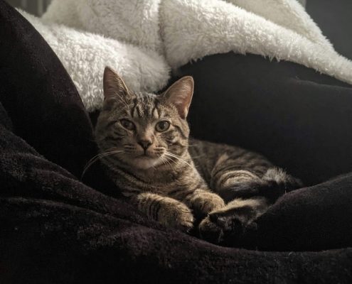 a brown tabby cat cuddles in blankets