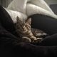 a brown tabby cat cuddles in blankets