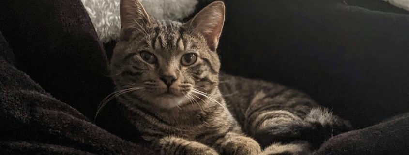 a brown tabby cat cuddles in blankets