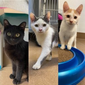 collage of three 6 month old kittens, one black and two white