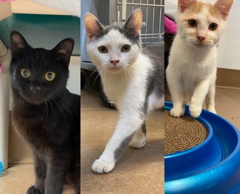 collage of three 6 month old kittens, one black and two white