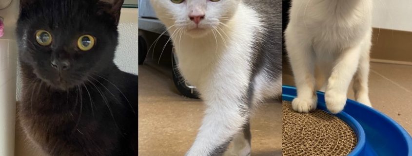 collage of three 6 month old kittens, one black and two white