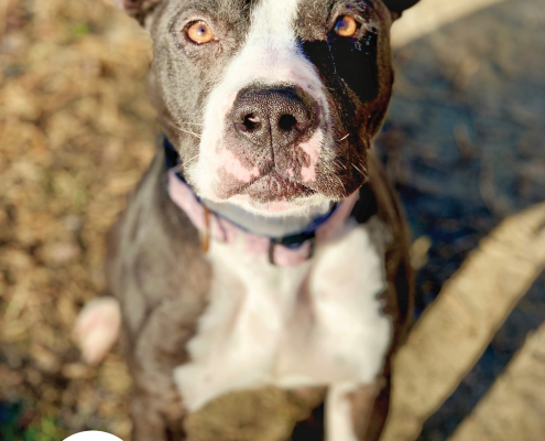 cover of winter newsletter featuring a black and white dog sitting on the ground