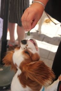 a cocker spaniel looking dog reaches for a treat from a woman's hand