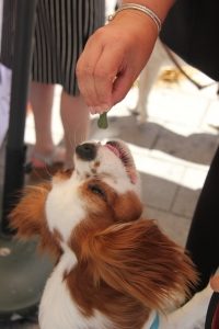 a cocker spaniel looking dog reaches for a treat from a woman's hand 