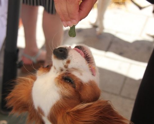 a cocker spaniel looking dog reaches for a treat from a woman's hand