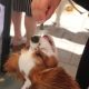 a cocker spaniel looking dog reaches for a treat from a woman's hand