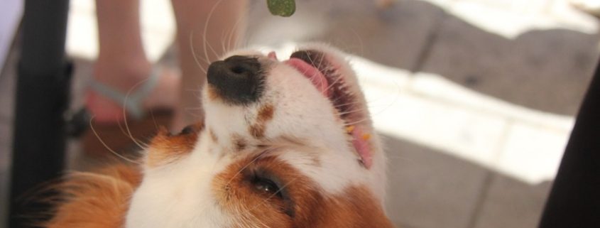 a cocker spaniel looking dog reaches for a treat from a woman's hand