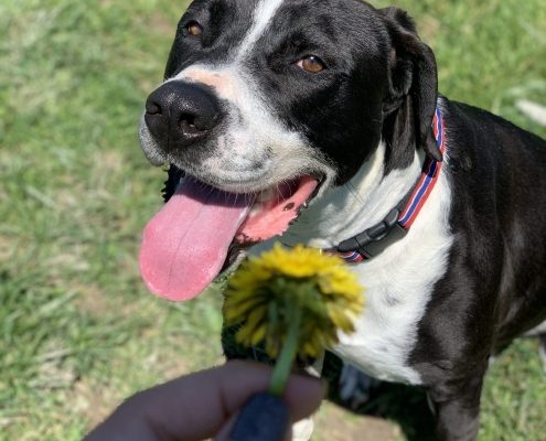 a black and white dog stands outside with a happy expression and his tongue out. In the foregraound a hand holds a dandelion.
