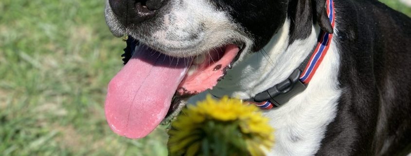 a black and white dog stands outside with a happy expression and his tongue out. In the foregraound a hand holds a dandelion.