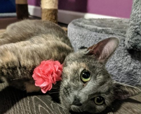 a grey cat with a pink flower on her collar lays on a wood floor