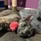 a grey cat with a pink flower on her collar lays on a wood floor