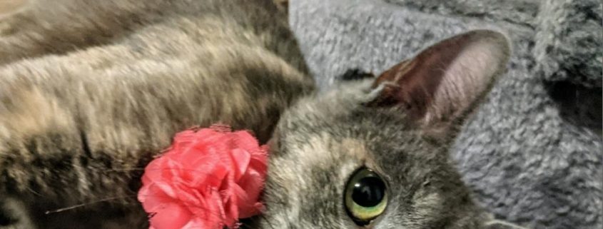 a grey cat with a pink flower on her collar lays on a wood floor