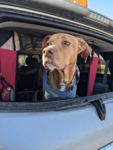 a brown dog looks out of a car window