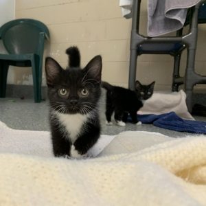 A black kitten with white paws and chest walks across a blanket. Another black kitten can be seen in the background.