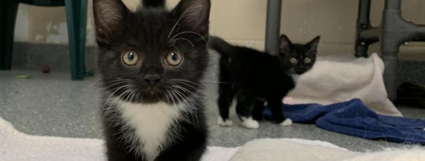 Blue Ridge Humane Prepares for Kitten Season with Kitten Shower, Name a  Kitten, and More! - Blue Ridge Humane Society