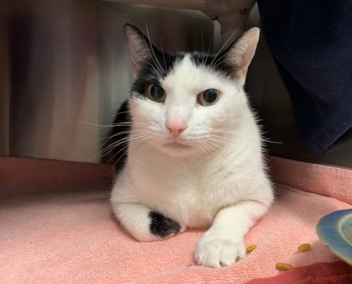 A white cat with dark grey ears and paw lays on a pink towel