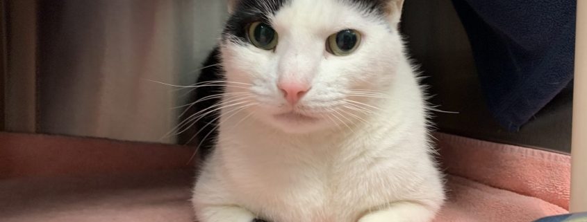 A white cat with dark grey ears and paw lays on a pink towel