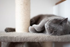 a grey cat lays on a carpet platform with a rope scratching post next to it