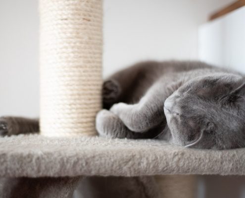 a grey cat lays on a carpet platform with a rope scratching post next to it