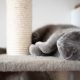 a grey cat lays on a carpet platform with a rope scratching post next to it