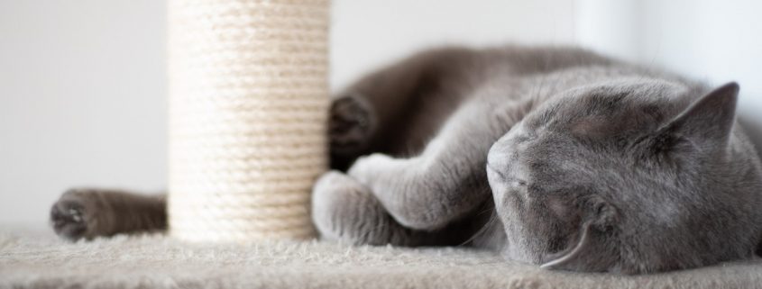 a grey cat lays on a carpet platform with a rope scratching post next to it