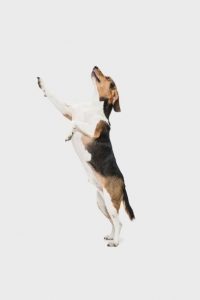 A white, brown, and black dog jumps up on hind legs against a neutral background