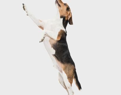 A white, brown, and black dog jumps up on hind legs against a neutral background