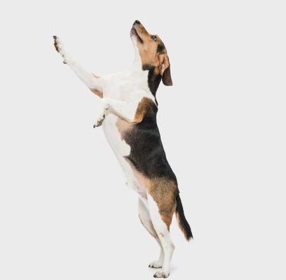 A white, brown, and black dog jumps up on hind legs against a neutral background
