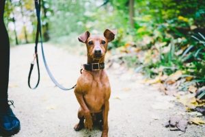 a medium sized short haired brown dog sits with a leash on