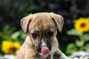 a small brown puppy licks its news