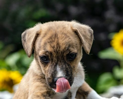 a small brown puppy licks its news